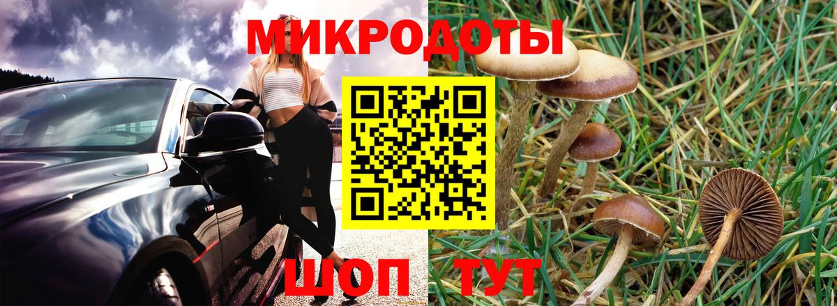Псилоцибиновые грибы Cubensis Реутов